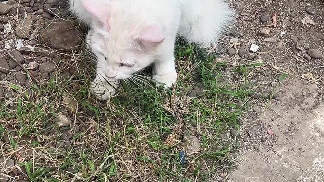 Curious fluffy white cat with pink ears sitting on patchy green grass and small stones outdoors, glancing around alertly in daylight.