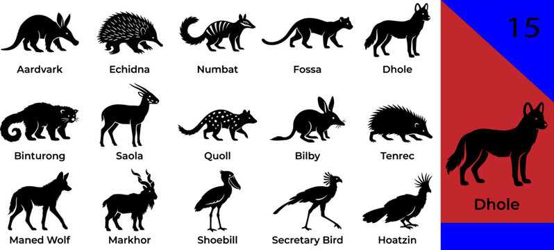 Black rare animal silhouette icons set aardvark echidna numbat fossa dhole binturong saola quoll tenrec wolf shoebill hoatzin editable vector