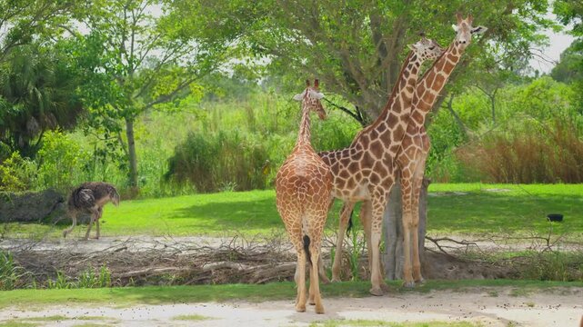 Three giraffes stand near a green tree, and an ostrich walks on the grass. Wildlife observation and nature education about tall herbivorous mammals.