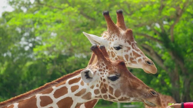 Two giraffes eat green leaves from human hands. Close-up of animal heads. Animal feeding process, human-animal interaction, and wildlife observation.