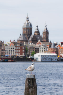 Seagull, with city famous landmark background in Amsterdam, Netherland