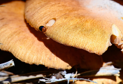 Tiny black and red bub on the edge of a brown mushroom