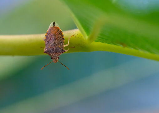 A spined soldier bug sitting on a leaf