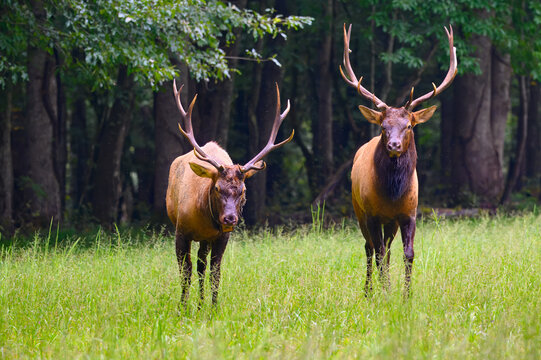 Two bull elk walking side by side in the Great Smoky Mountains, North Carolina