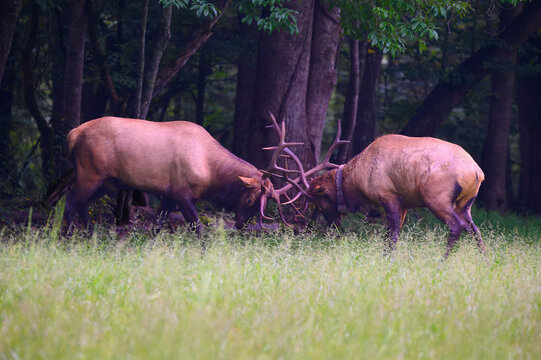 Two bull elk fighting with their antlers locked together