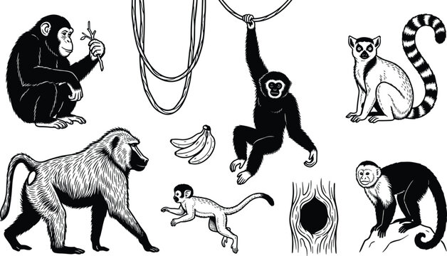 Wild monkeys and primates vintage sketch vector set with chimpanzee baboon gibbon lemur icons on white background