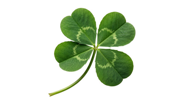 Four-leaf clover isolated on white background, isolated on transparent background