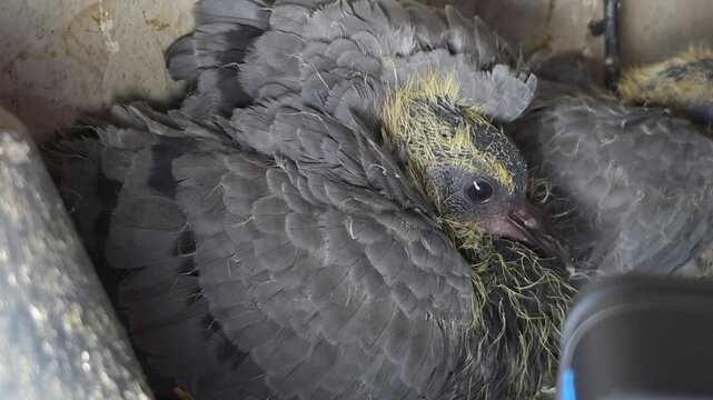 Pigeon Chicks Resting Against Nest Materials