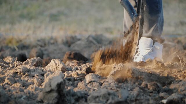Close up of person using shovel to dig in soil during golden hour on farm.