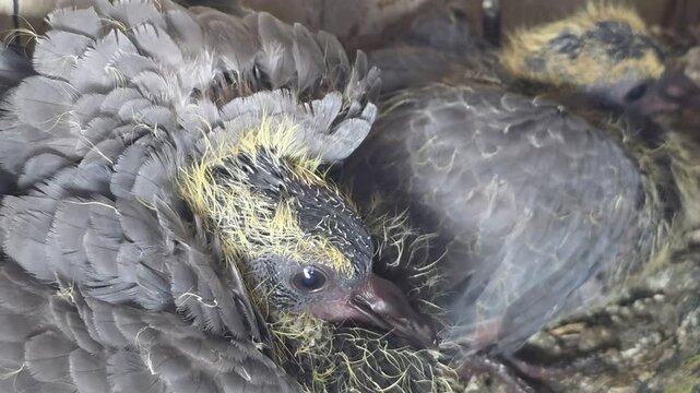 Pigeon Chicks Nesting With Calm Expression
