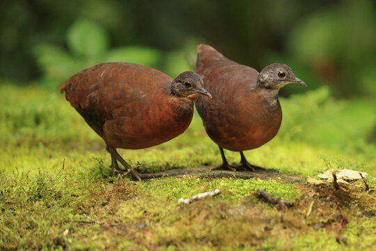 The little tinamou (Crypturellus soui nigriceps) is a species of tinamou. This photo was taken in North Peru.