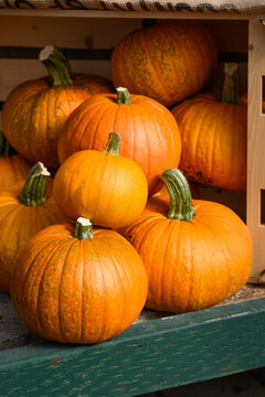 Wood crate round orange pumpkins spilling out, fall decorative background, celebrate autumn, Halloween, and Thanksgiving
