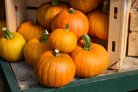 Wood crate round orange pumpkins spilling out, fall decorative background, celebrate autumn, Halloween, and Thanksgiving
