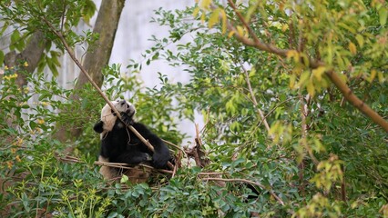 the green habitat of panda in spring season, sleepy panda sitting on tree branches © ElizabethGo