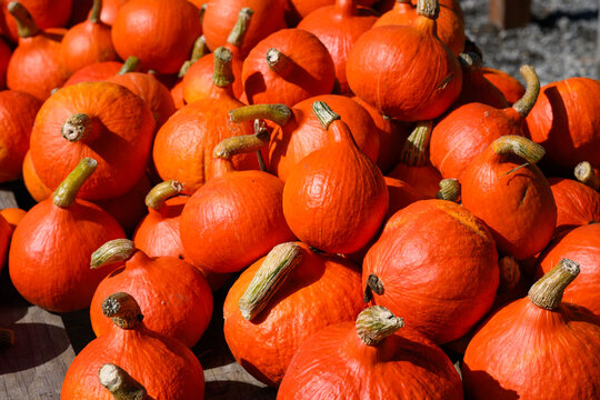 Pile of red orange Kuri pumpkins outside for sale on sunny fall day, fall decorative background, celebrate autumn, Halloween, and Thanksgiving
