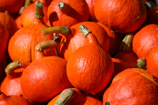 Pile of red orange Kuri pumpkins outside for sale on sunny fall day, fall decorative background, celebrate autumn, Halloween, and Thanksgiving
