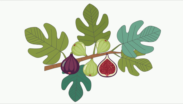 Botanical illustration of a fig branch with large green leaves, ripe purple figs, and a sliced half showing pulp.