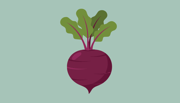 Detailed vector illustration of a ripe purple beetroot with green leafy tops on a solid sage green background.