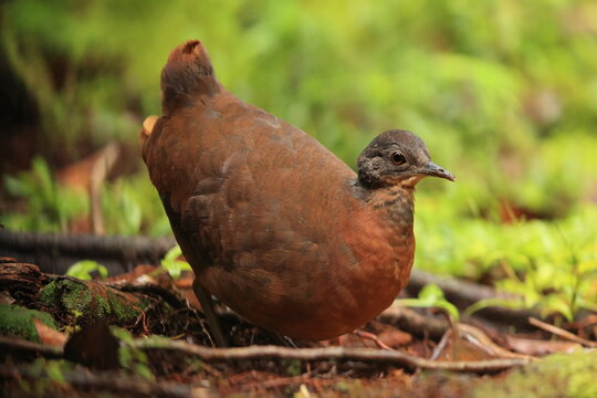 The little tinamou (Crypturellus soui nigriceps) is a species of tinamou. This photo was taken in North Peru.