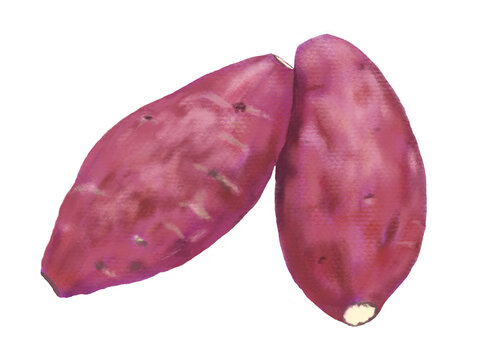 白バックにさつま芋が二つ並んだ秋の味覚イラスト！