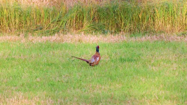 Male ring-necked pheasant walks through grassy field in early fall