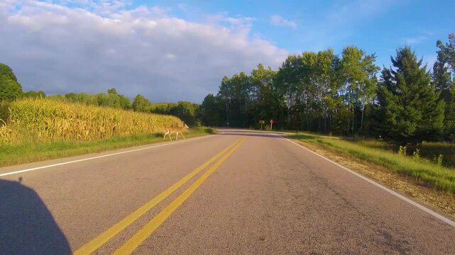 White-tailed deer doe and two fawns cross rural road in early fall