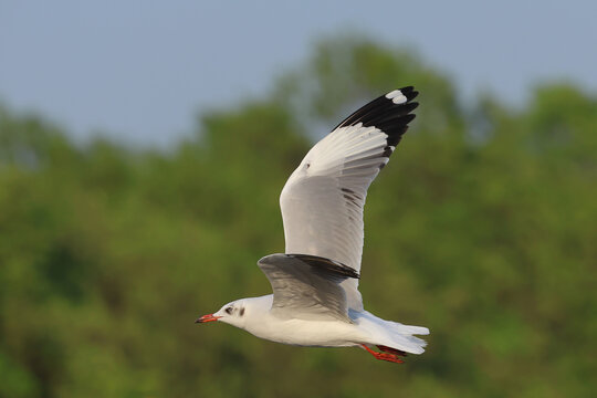 A seagull was soaring in the breeze near the seashore in the evening.