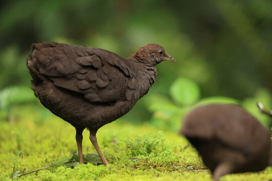 Cinereous tinamou (Crypturellus cinereus), also known as brushland tinamou, is a type of ground bird found in swamp and lowland forests in northern South America.  This photo was taken in North Peru.