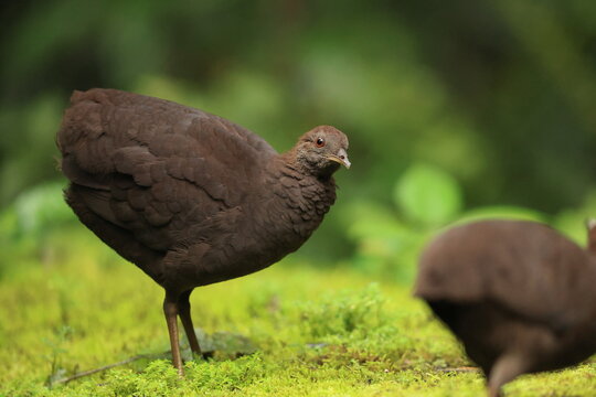 Cinereous tinamou (Crypturellus cinereus), also known as brushland tinamou, is a type of ground bird found in swamp and lowland forests in northern South America.  This photo was taken in North Peru.