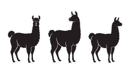 Fototapeta premium black color silhouette set of three llama vector illustration, solid white background
