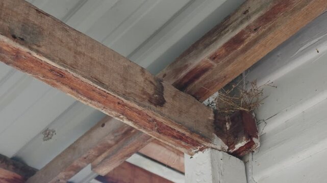 A small bird nest tucked between weathered wooden roof beams, highlighting natural nesting behavior and rustic architectural details.
