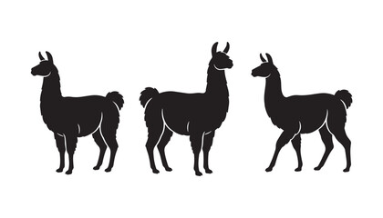 Fototapeta premium black color silhouette set of three llama vector illustration, solid white background