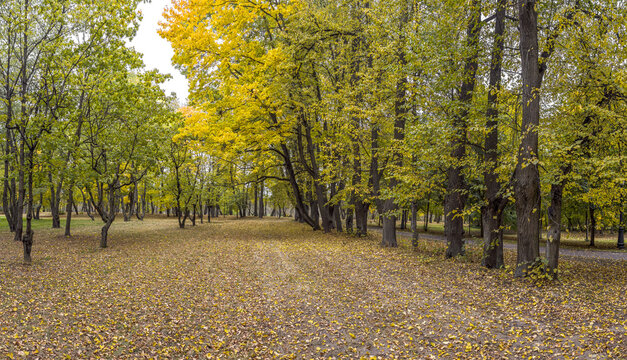 autumn park alley with colorful trees and orange fallen leaves on ground.