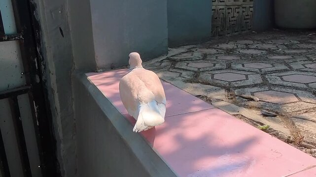 Close-up Video of Pale dove resting on a sunlit ledge. Soft feathers glow under morning light. Pink feet grip the edge gently. Background shows stone and muted walls. Calm bird evokes peace
