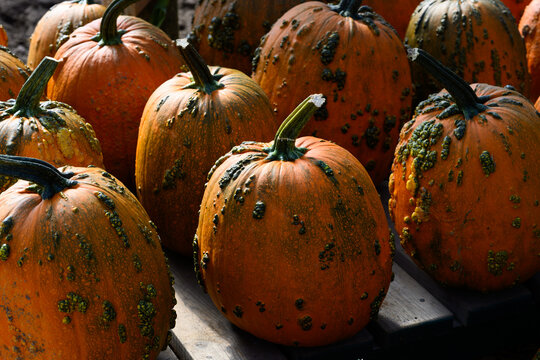 Creepy orange and green Knucklehead warty pumpkins outside on a table for sale on sunny fall day, fall decorative background, celebrate autumn, Halloween, and Thanksgiving
