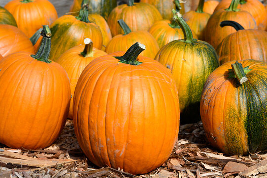 Row of orange carving pumpkins lined up outside for sale on sunny fall day, fall decorative background, celebrate autumn, Halloween, and Thanksgiving.
