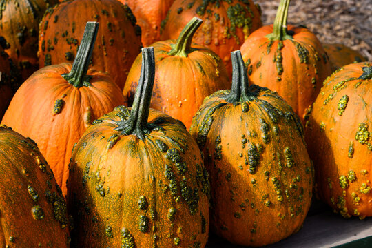 Creepy orange and green Knucklehead warty pumpkins outside on a table for sale on sunny fall day, fall decorative background, celebrate autumn, Halloween, and Thanksgiving
