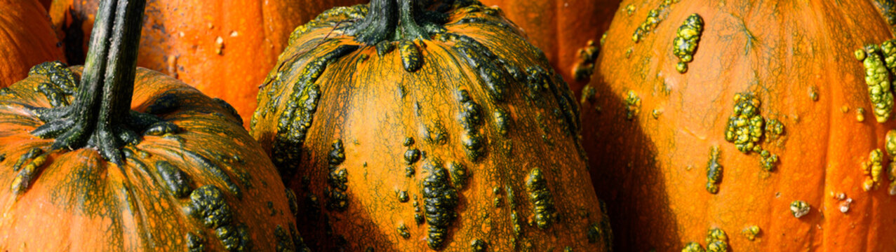 Creepy orange and green Knucklehead warty pumpkins outside on a table for sale on sunny fall day, fall decorative background, celebrate autumn, Halloween, and Thanksgiving

