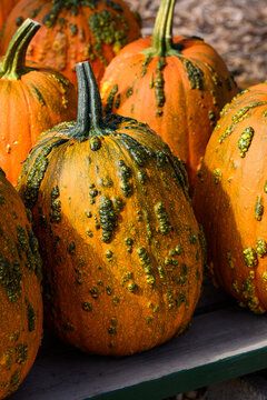 Creepy orange and green Knucklehead warty pumpkins outside on a table for sale on sunny fall day, fall decorative background, celebrate autumn, Halloween, and Thanksgiving

