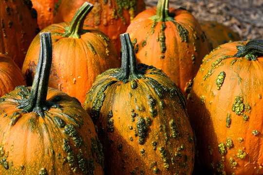 Creepy orange and green Knucklehead warty pumpkins outside on a table for sale on sunny fall day, fall decorative background, celebrate autumn, Halloween, and Thanksgiving
