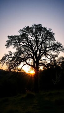 Silhouette of an oak tree in a forest landscape at sunset, foliage, icons