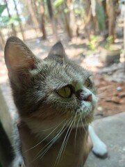 Close up side view portrait of cute round face cat looking up © Murhanaki