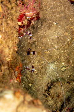 banded coral shrimp, Stenopus hispidus, in Tufi fjords, Papua New Guinea