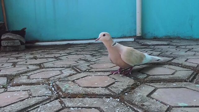 Video of Soft pink pigeon walks on hexagonal stone pavement. Pale wings contrast with blue painted wall behind. Bird pauses, head lowers, pecking at ground. Scene feels calm, quiet. Ideal for nature, 