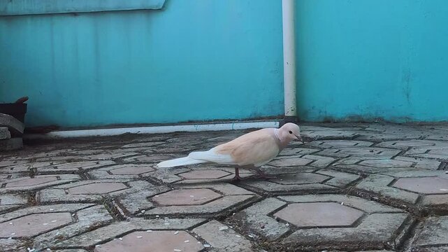 Video of Soft pink pigeon walks on hexagonal stone pavement. Pale wings contrast with blue painted wall behind. Bird pauses, head lowers, pecking at ground. Scene feels calm, quiet. Ideal for nature, 