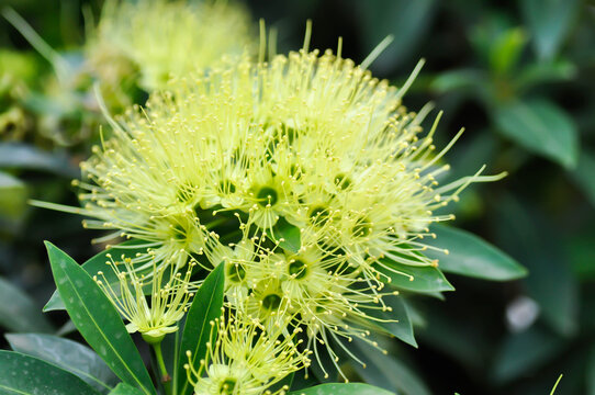 Xanthostemon chrysanthus F Muell Benth or Myrtaceae , Golden Penda or yellow flower