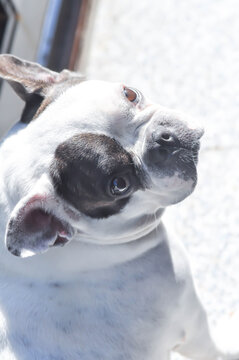 dog or french bulldog, unaware French bulldog