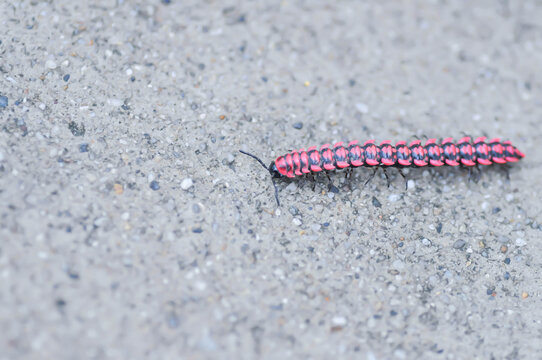 Flat backed millipede or  Polydesmida or Paradoxosomatidae or Orthomorpha or Orthomorpha parasericata or  Antheromorpha uncinata or Flat-backed millipede or red Millipede