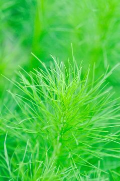 Dog fennel, dogfennel or Eupatorium capillifolium or false dill tree or Asteraceae or anethum