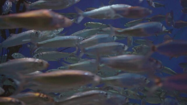 Silver Fish School in Aquarium Extreme Close-Up
